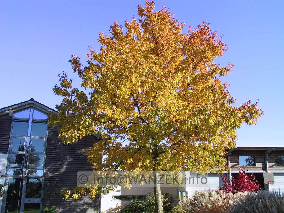 Quercus rubra -Herbst.JPG